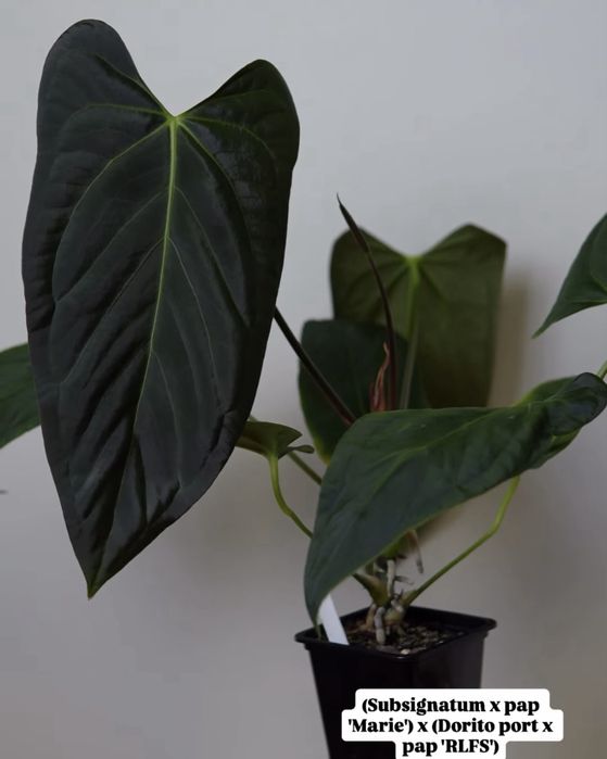 Anthurium  (Subsignatum x Papillilaminum "Marie") x ( Potillae Dorito x RLFS)