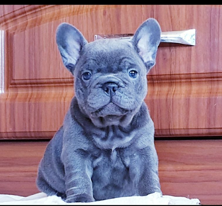 Słodziak Buldog Francuski