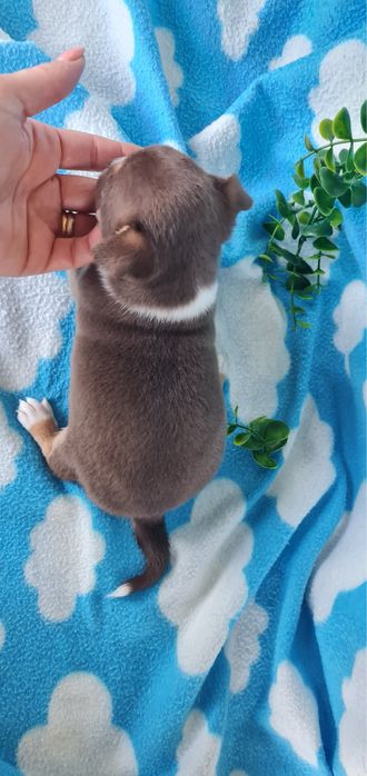 Excelente mini menina Chihuahua/Chiuaua de Qualidade, Linhagem Russa