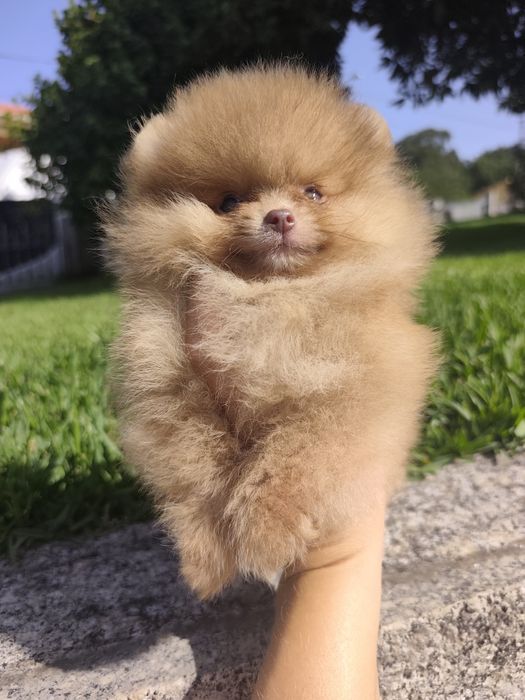 Spitz alemão anão