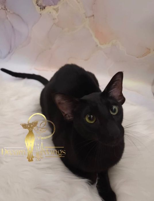 Ориентальная кошка