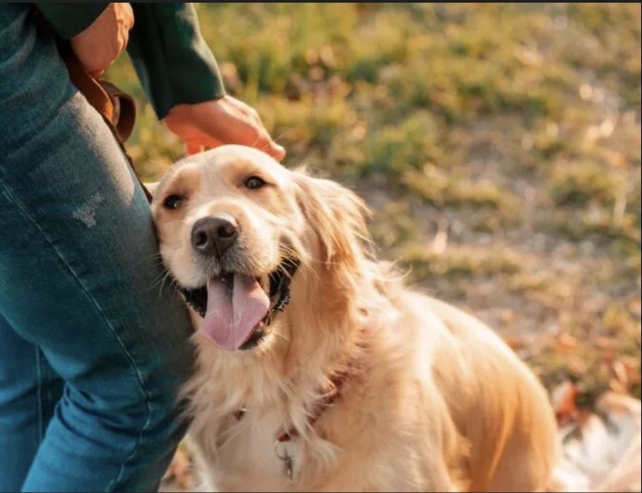 Вигул собачок, догляд