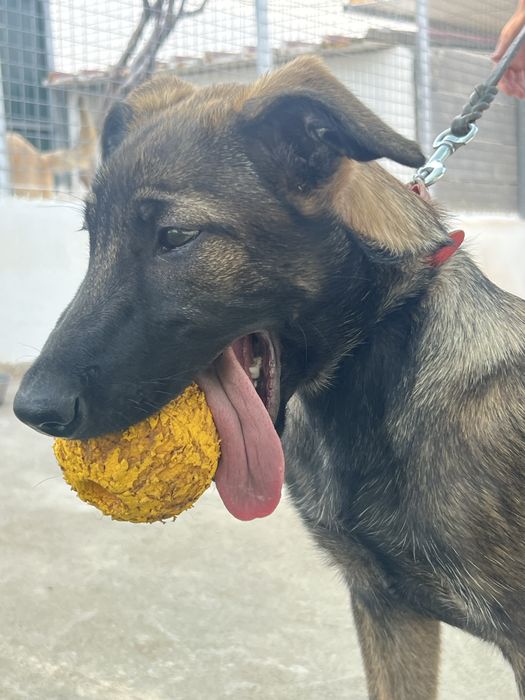 Pastor Belga Malinois