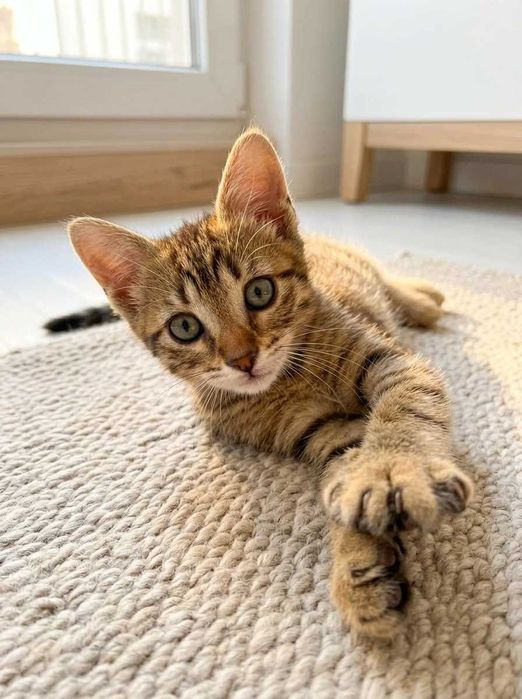 Setúbal e arredores / Margem Sul — DANILO, gatinho para adoção