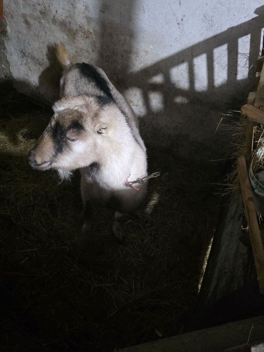 Кізонька добротна та дуже чесна