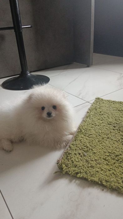 Szpic miniaturowy pomeranian