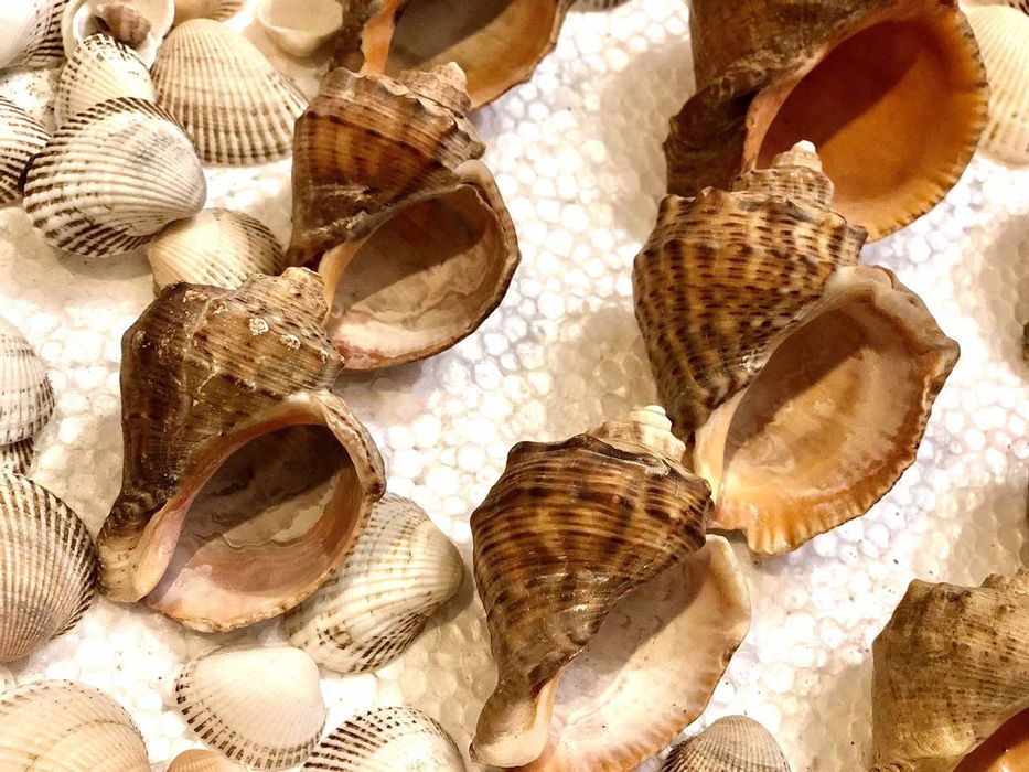 Мушлі і ракушки для акваріума та декору!