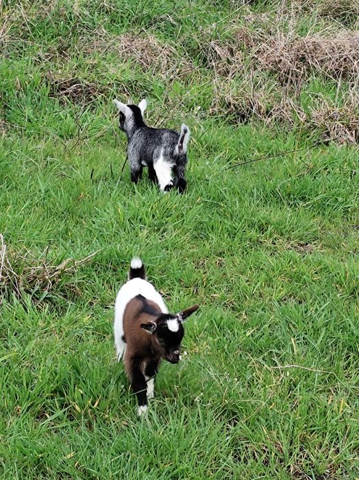 Vendo casal de cabras anãs nascidas a 08Fev