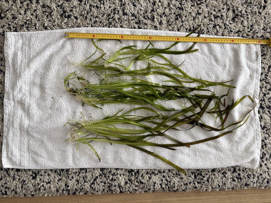 Echinodorus akwarium