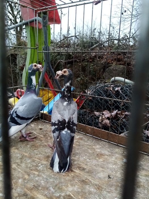 Gołębie ozdobne karier