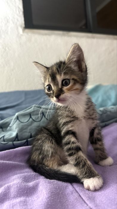 Gatinha bebé para adoção responsável
