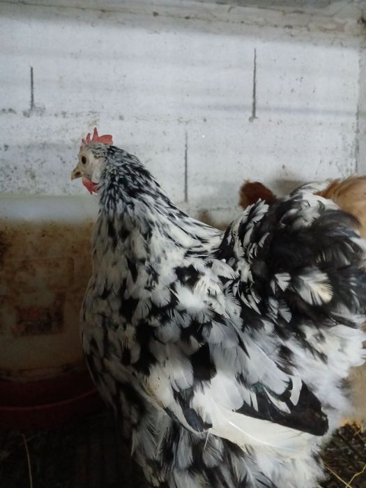 Ovos  de pekins para incubação