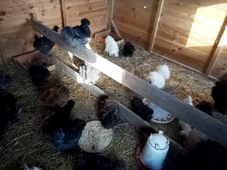 Sprzedam kogutki silki