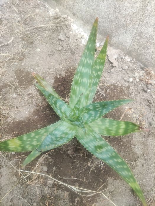 Cato aloe maculata