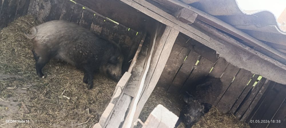 Продам Свині порода Мангали