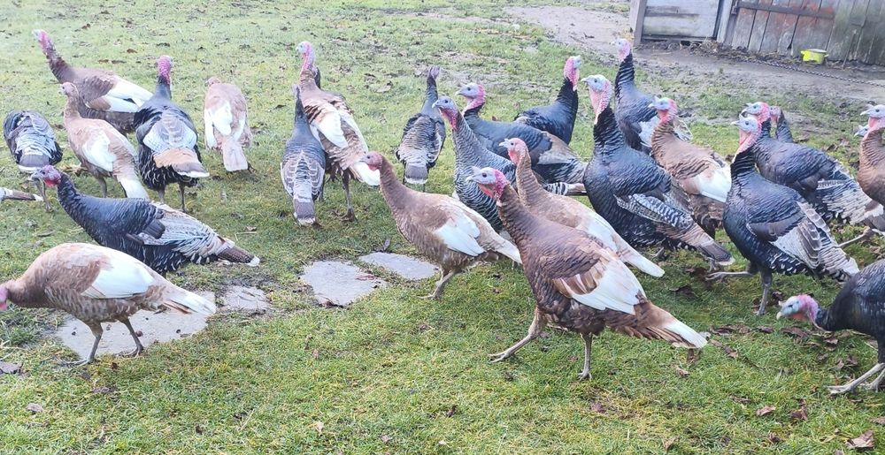 Sprzedam indyki tegoroczne