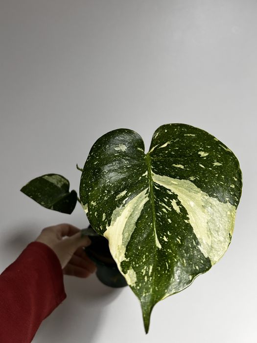 Monstera Thai Constellation