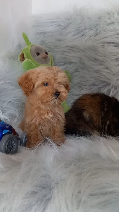 Микро малыш готов к продаже