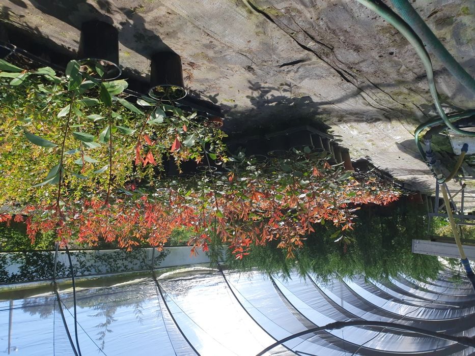 photinias, fotinias para sebes vermelha-