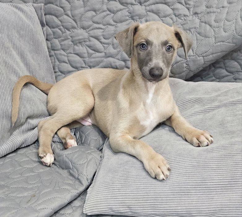 Chart angielski whippet piesek