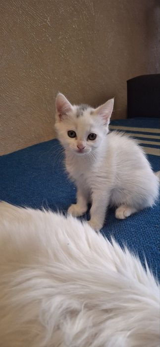Віддам кошенят безкоштовно