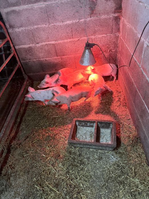 Vendo leitões nascidos a 27/12/25