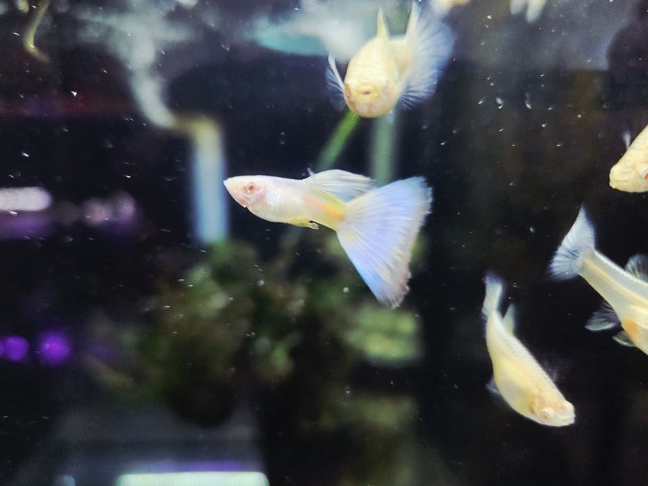 Gupik moskiewski snow white albino