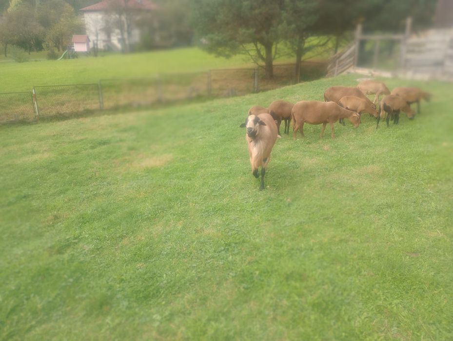 Sprzedam Barana i owcę Barbados