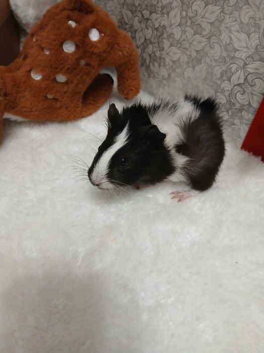 Продам морських свинок