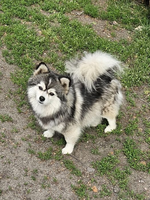 Pomsky( mini husky) F3 szczenięta