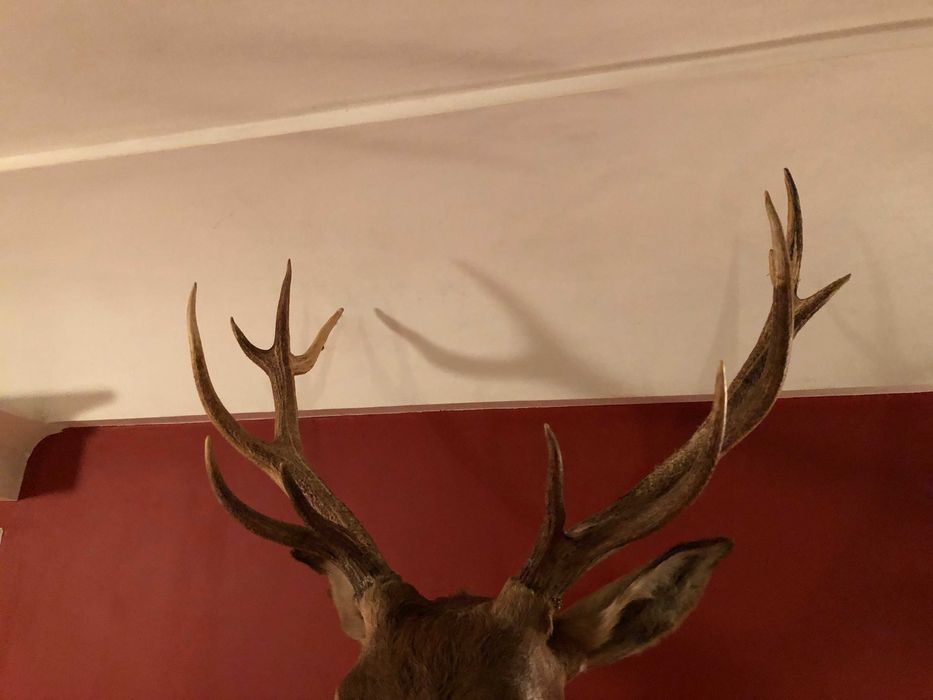 Чучело оленя с шикарными рогами красивая голова статуя для дизайна