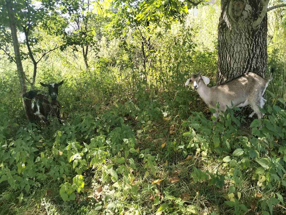 Продам 3 кози 2 малі ціна за всі одразу