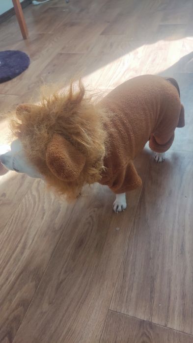 Комбез для маленькой собаки