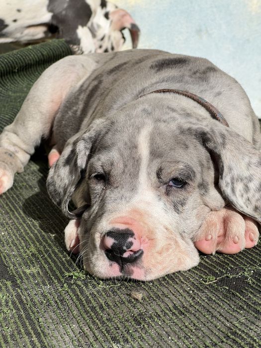 Dogue alemao merle com Lop