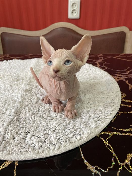 Котята сфинкс мальчики