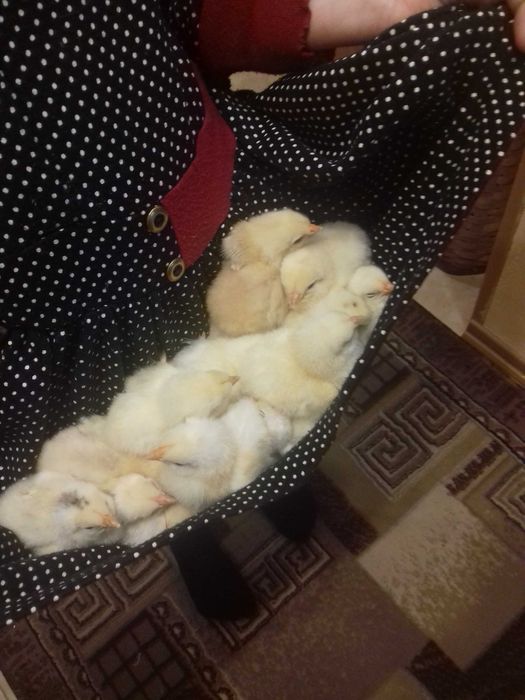 Інкубація циплят з ваших яєць