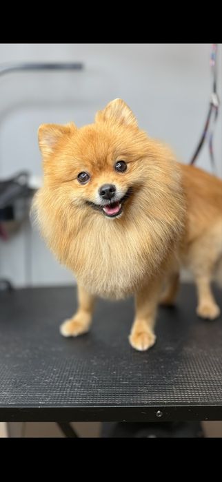 Pomapoo Teddy chiński