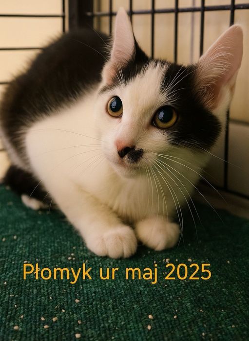 Bezdomne kotki czekają na domy