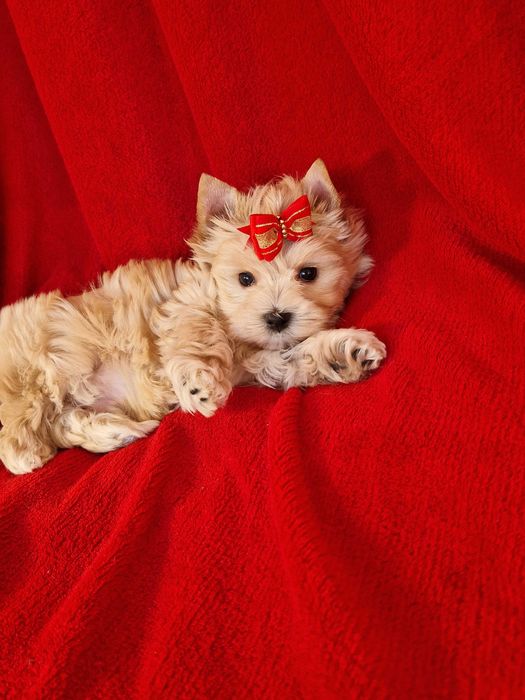 Yorkshire terrier  piesek ocean pearl