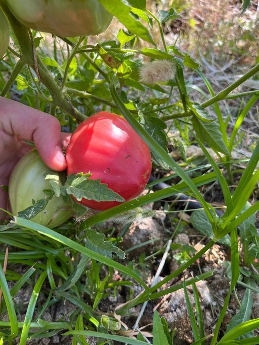 Tomate coração de boi