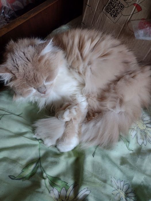 Помогите пожалуйста кошке кормом