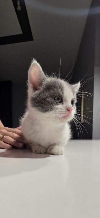 Котики в добрі руки