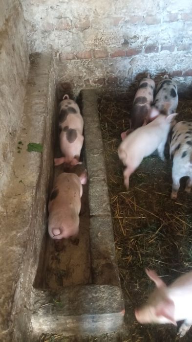 Продам маленьких поросят