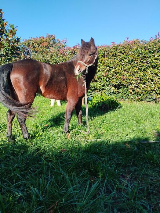 Parelha de pôneis com 4 anos ambos