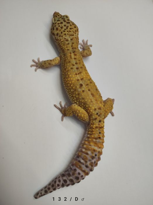 Gekony Lamparcie - Dorosłe Samce - Proven