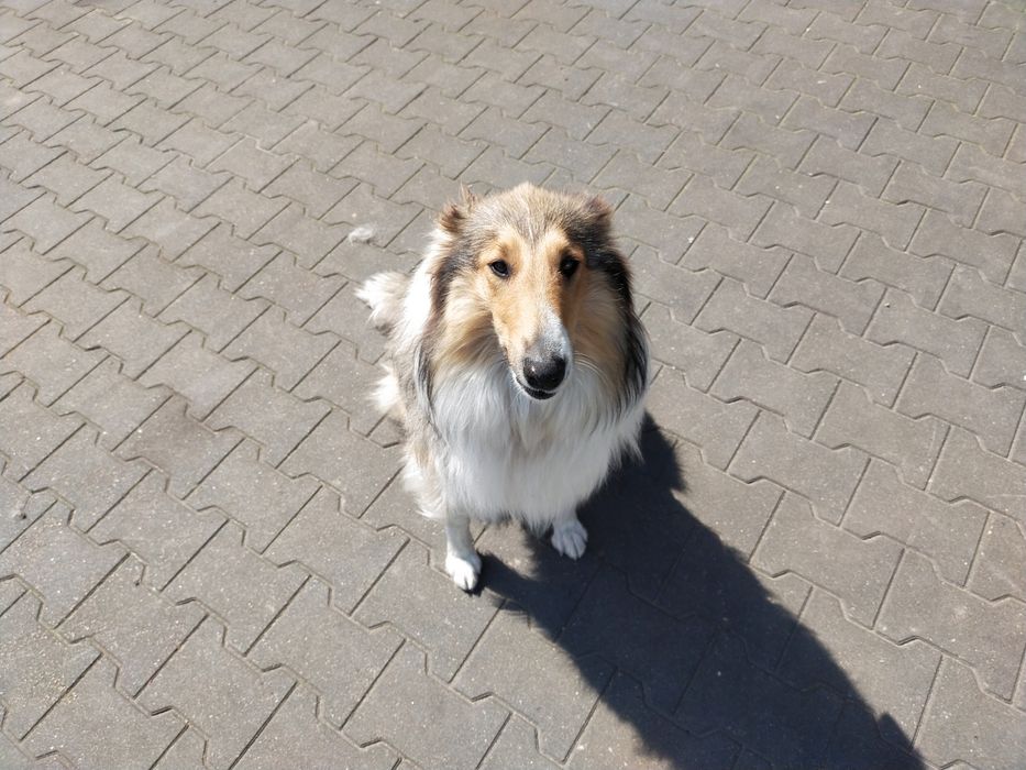 Owczarek szkocki collie suczka