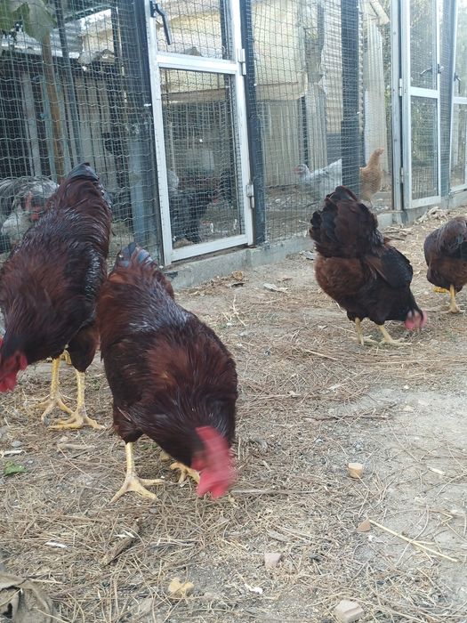 Ovos para incubação