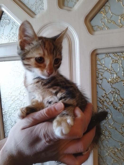Кошеня Оля з незвичайним окрасом   шукає родину