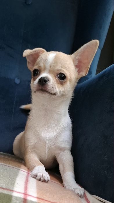 Chihuahua piękna maleńka dziewczynka