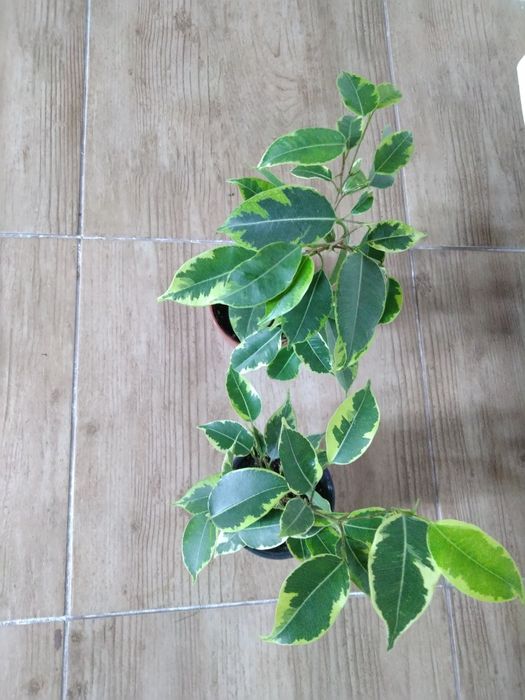 Продам фікуси, також маю інші кімнатні рослини.